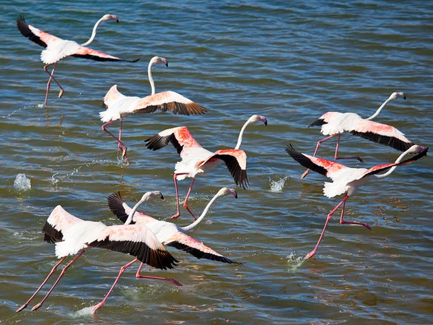 morocco agadir souss massa national park flamingos copie